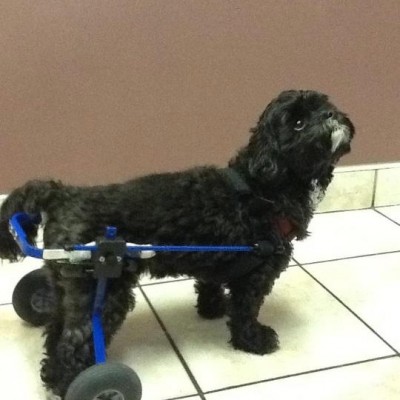 Puppy with wheels
